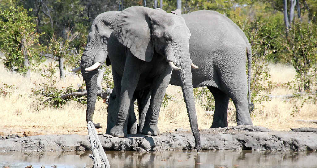 Elephants, lions, giraffes, every day on safari in Botswana offers something new. Elephants, lions, giraffes, every day on safari in Botswana offers something new.